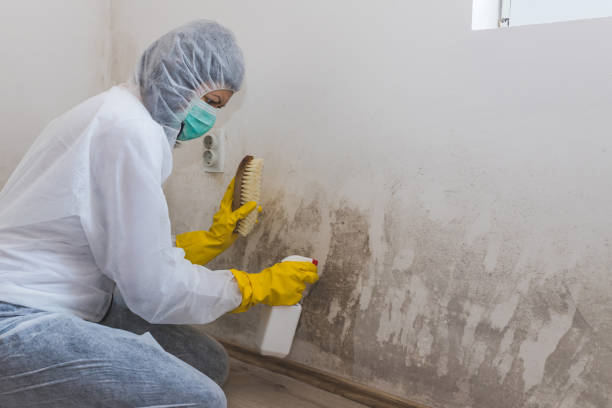 Mold Remediation for Specific Building Types