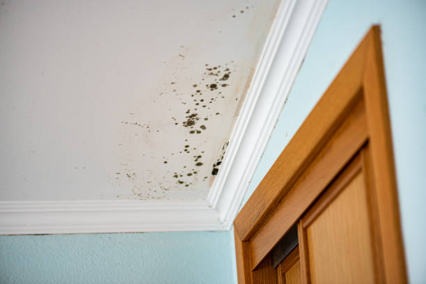 Best Emergency Mold Remediation in Cotter, AR