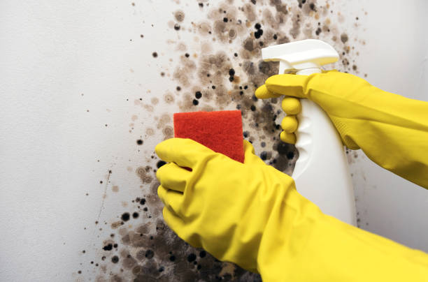 Best Residential Mold Remediation in Cotter, AR