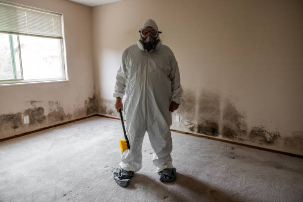 Best Post-Flood Mold Remediation in Cotter, AR