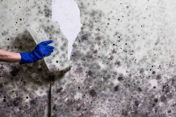 Best Preventive Mold Services in Cotter, AR